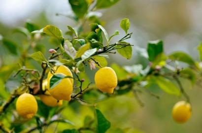 Satılık 5 ton limon