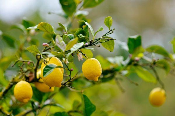 Satılık 5 ton limon